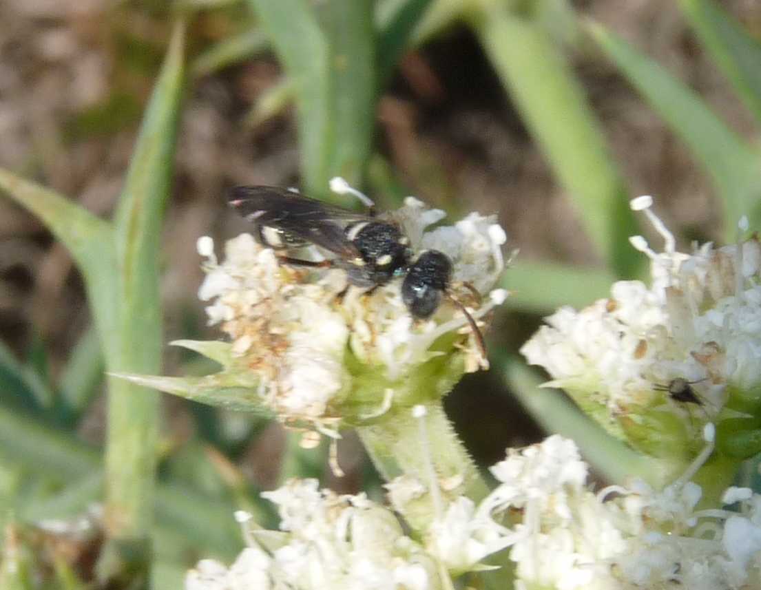 Piccolo Crabronidae?